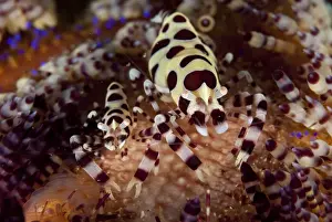 Colemans Shrimp (Periclimenes colemani) adult pair, resting in Fire Urchin (Asthenosoma varium), Lembeh Straits