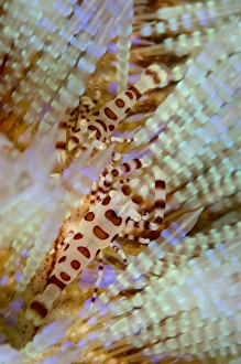 Komodo Prints: Colemans Shrimp (Periclimenes colemani) two adults