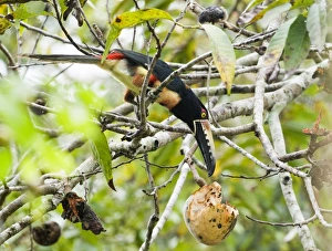 Toucan Prints: Collared Aracari (Pteroglossus torquatus) adult