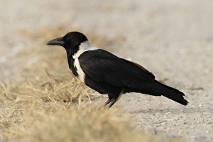 Fishpond Prints: Collared Crow (Corvus torquatus) adult