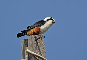 Indochina Prints: Collared Falconet (Microhierax caerulescens burmanicus) adult