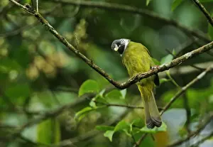 Collared Finchbill (Spizixos semitorques cinereicapillus) adult, perched on twig, Dasyueshan National Forest, Taiwan