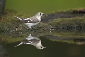 Collared Flycatcher (Ficedula albicollis) adult female, standing at pool in woodland, Debrecen, Hungary, April