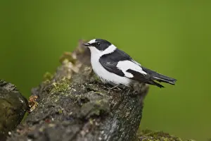 Collared Flycatcher (Ficedula albicollis) adult male, breeding plumage, standing on log at pool in woodland, Debrecen