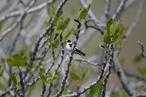 Fly Catcher Prints: Collared Flycatcher (Ficedula albicollis) adult male