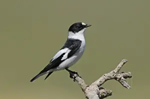 Collared Flycatcher (Ficedula albicollis) adult male, summer plumage, perched on twig, Lemnos, Greece, April