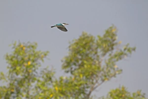 South Asia Prints: Collared Kingfisher (Todiramphus chloris) adult