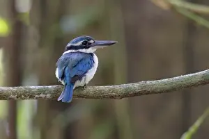 Kingfishers Prints: Collared Kingfisher (Todiramphus chloris amoenus) adult female