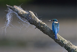 Kingfishers Prints: Collared Kingfisher (Todirhamphus chloris) adult