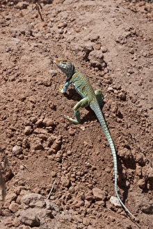 Collared Lizard male -Utah America