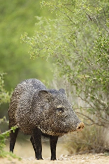 Collared Peccary (Pecari tajacu) adult, standing, South Texas, U. S. A. may