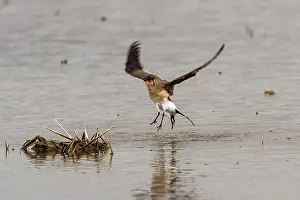 Washing Prints: Collared Pratincole this bird has been washing - Extremadura Spain