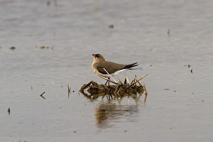 Collared Prints: Collared Pratincole - Extremadura Spain