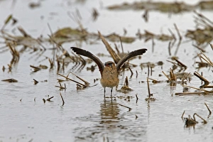 Collared Pratincole - Extremadura Spain