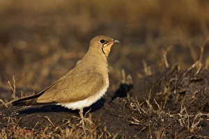 Collared Pratincole (Glareola pratincola) adult, standing on mud, Chobe River, Chobe N. P. Botswana, July