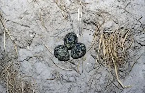Pratincole Prints: Collared Pratincole (Glareola pratincola) Eggs on ground