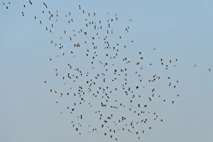 Botswana Prints: Collared Pratincole (Glareola pratincola) flock