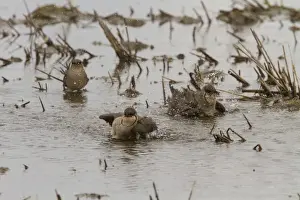 Washing Prints: Collared Pratincole group of birds washing - Extremadura Spain