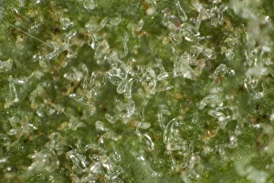Gall Prints: Colony of gall mites, Aceria pseudoplatani, on the underside of a sycamore leaf