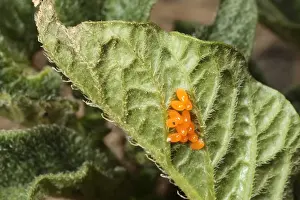 Chrysomelidae Prints: Colorado Potato Beetle (Leptinotarsa decemlineata) introduced pest species