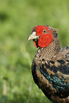 Ring Prints: There are many colour forms of the male Common Pheasant