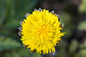 Bexley Prints: Coltsfoot (Tussilago farfara) close-up of flower