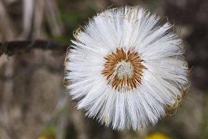S Eed Prints: Coltsfoot (Tussilago farfara) close-up of seedhead, Shropshire, England, April