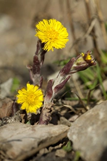 Wild Flower Prints: Coltsfoot (Tussilago farfara) flowering, Powys, Wales, March