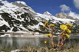Peak Prints: Coltsfoot (Tussilago farfara) flowering