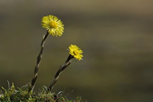 Coltsfoot (Tussilago farfara) two flowers, Blashford Lakes Nature Reserve, Avon Valley, New Forest N. P