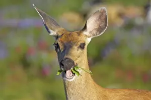 Columbian Black-tailed Deer (Odocoileus hemionus columbianus) doe, close-up of head, feeding in subalpine meadow