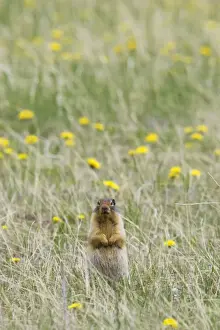 Alberta Prints: Columbian Ground Squirrel (Urocitellus columbianus) adult