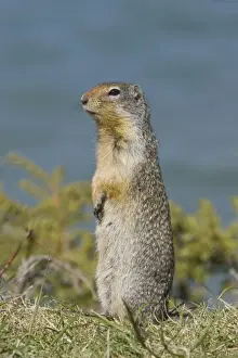 Columbian Ground Squirrel (Urocitellus columbianus) adult, alert, standing on lookout, Rocky Mountains, Alberta, Canada, june