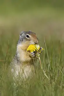 Columbian Ground Squirrel (Urocitellus columbianus) adult, feeding on dandelion flower, Rocky Mountains, Alberta, Canada, june