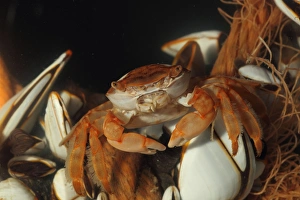 Decapoda Prints: Columbus Crab (Planes minutus) adult