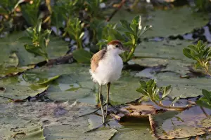 Jacanas Prints: Comb-crested Jacana (Irediparra gallinacea) juvenile