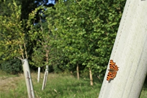 Comma (Polygonia c-album) adult, sunning on plastic sleeve protecting tree sapling, in new Millenium woodland