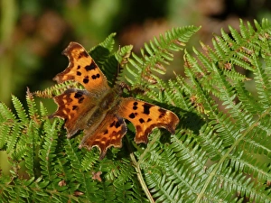 Fern Prints: Comma (Polygonia c-album) adult