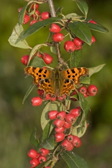 Comma (Polygonia c-album) adult, resting on cotoneaster with berries in garden, England, september