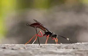 Californian Prints: Commander Ichneumon (Dolichomitus imperator) adult female