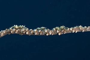 Decapod Prints: Commensal Shrimp (Pontonides unciger) four adults