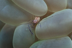 Corals Prints: Commensal Shrimp (Vir philippinensis) adult