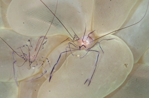 Lembeh Prints: Commensal Shrimp (Vir philippinensis) adult pair