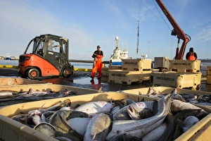 Commercial fishing, unloading and sorting Atlantic Cod (Gadus morhua) and Common Ling (Molva molva) catch in harbour