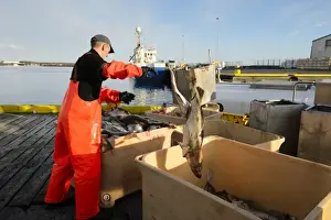 Caught Prints: Commercial fishing, unloading and sorting Atlantic Cod (Gadus morhua) catch in harbour