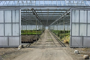 Denmark Prints: Commercial greenhouse, Jutland (Jylland), Denmark, may