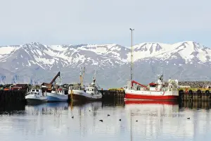 Flock Prints: Commerical fishing boats and Common Eider (Somateria mollissima) flock in coastal harbour