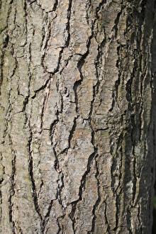 Carrs Prints: Common Alder (Alnus glutinosa) close-up of bark