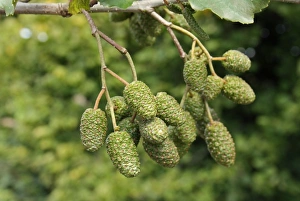 Cone Prints: Common Alder (Alnus glutinosa) close-up of cones