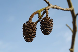 Cone Prints: Common Alder (Alnus glutinosa) close-up of fruit, Thornham Magna, Suffolk, England, March
